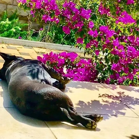 בית נופש Sunshine מאנדרה